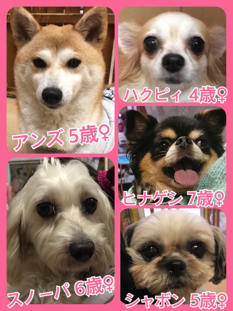 🐾今日の里親様募集中ワンコ🐶メンバーです🐾2019,7,27